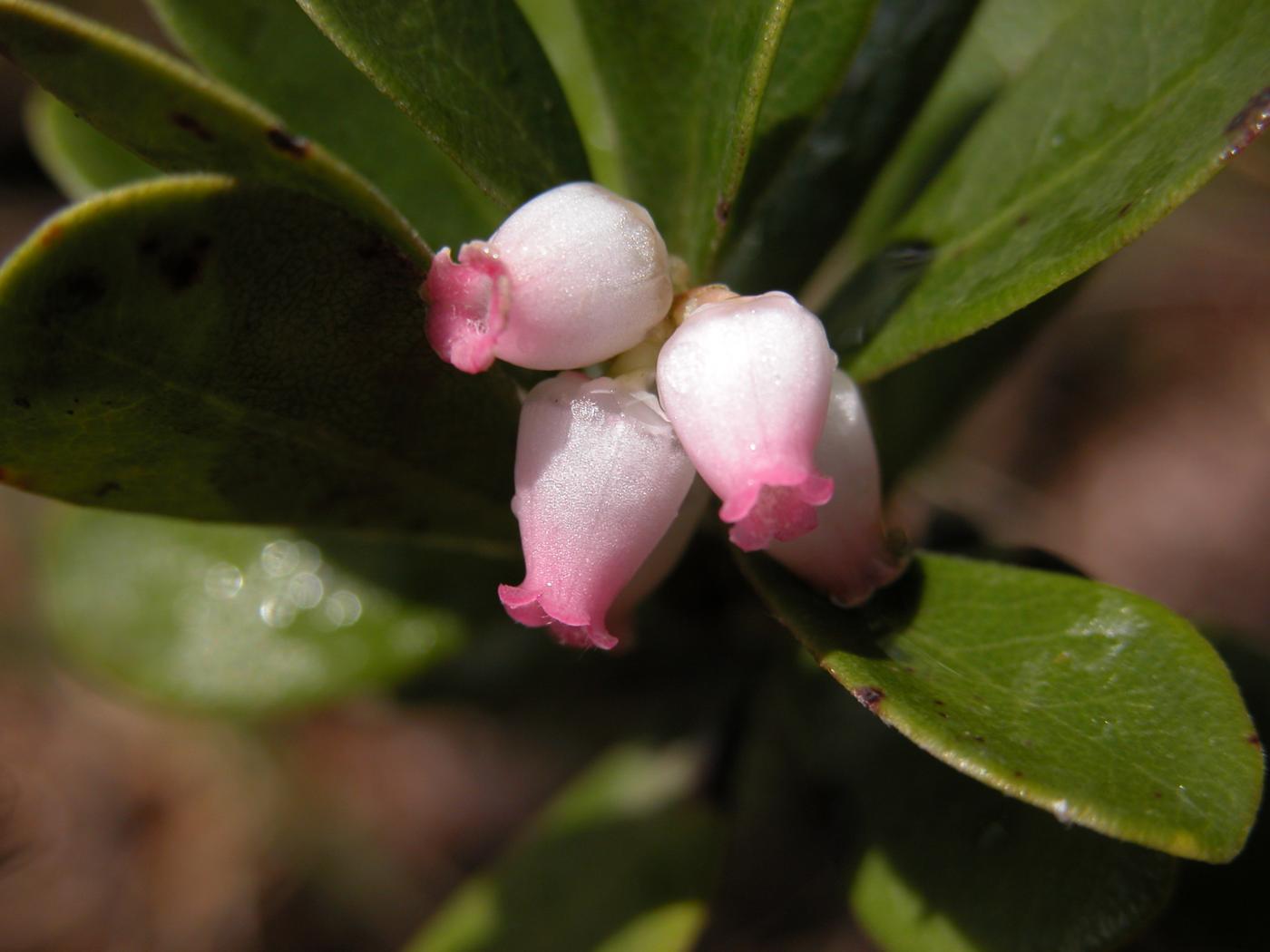 Bearberry flower